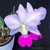 Cattleya walkeriana var. flamea Tokutsu ( поставщик - Нейтив).